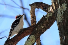 image of woodpecker #18