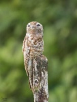 image of potoo
