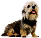 image of dandie_dinmont