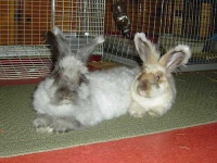 image of angora