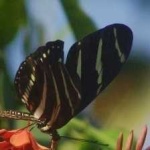 image of animal