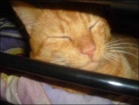image of tiger_cat