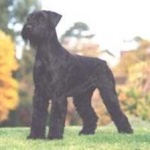image of animal