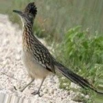 image of bird
