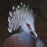 image of victoria_crowned_pigeon #33