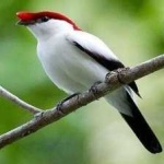 image of bird