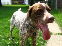 image of animal