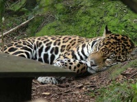 image of jaguar_car