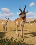 image of animal