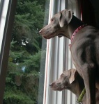 image of weimaraner