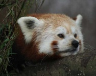 image of lesser_panda #27