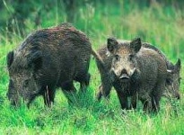 image of boar #52