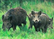 image of animal