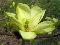 image of magnolia #27