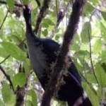 image of bird