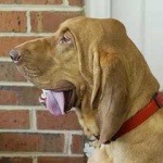image of bloodhound