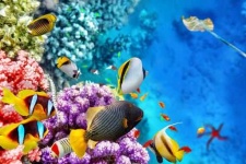image of reef