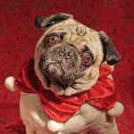 image of animal
