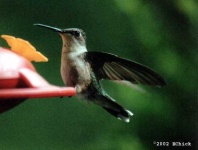 image of hummingbird
