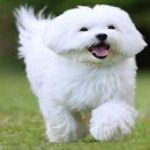 image of animal