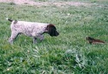 image of german_short_haired_pointer