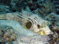 image of puffer #12