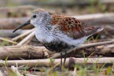 image of sandpiper #47