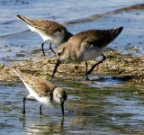 image of red_backed_sandpiper #23