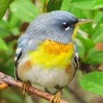image of bird