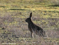 image of hare