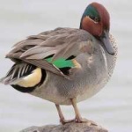 image of teal_duck #4