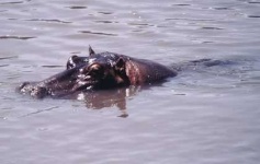 image of hippopotamus