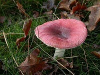 image of mushrooms