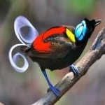 image of bird
