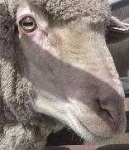 image of animal