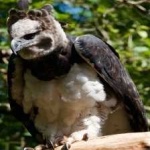 image of bird