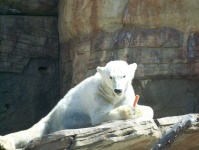 image of animal