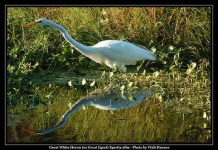image of american_egret