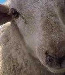 image of sheep_face #24