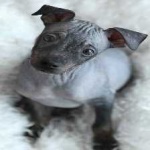 image of animal