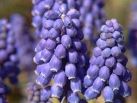 image of grape_hyacinth #19