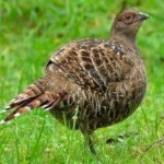 image of bird