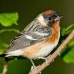 image of bird