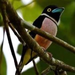 image of bird
