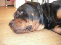 image of rottweiler