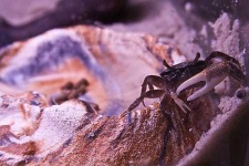 image of fiddler_crab #9