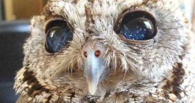 image of owl