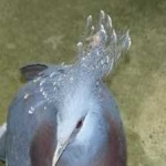 image of bird