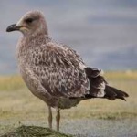 image of bird