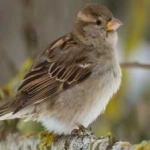 image of bird